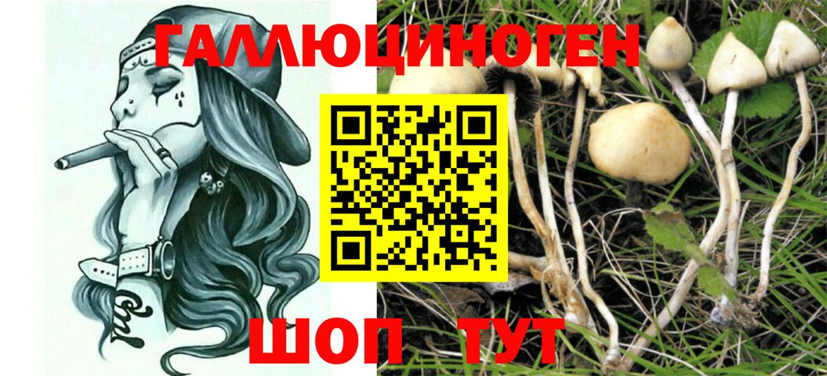 Торжок  купить наркоту  Вход с VPN  Псилоцибиновые грибы Psilocybine cubensis 